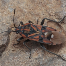 Dirvablakė - Spilostethus pandurus ssp. tetricus | Fotografas Gintautas Steiblys