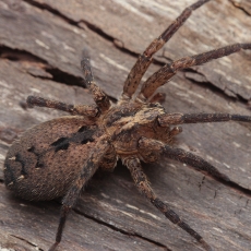 Zoropsis rufipes | Fotografas Gintautas Steiblys