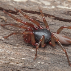 Rataakis - Dysdera sp. | Fotografas Gintautas Steiblys