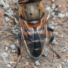 Žiedmusė - Eristalinus taeniops | Fotografas Gintautas Steiblys