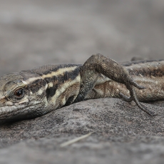 Mažasis kanarinis driežas - Gallotia caesaris ♀ | Fotografas Gintautas Steiblys