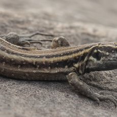 Mažasis kanarinis driežas - Gallotia caesaris ♀ | Fotografas Gintautas Steiblys