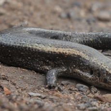Lagomerinis scinkas - Chalcides coeruleopunctatus | Fotografas Gintautas Steiblys