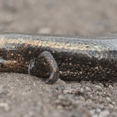 Lagomerinis scinkas - Chalcides coeruleopunctatus | Fotografas Gintautas Steiblys
