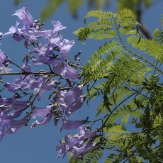 Mėlynasis palisandramedis - Jacaranda mimosifolia | Fotografas Gintautas Steiblys