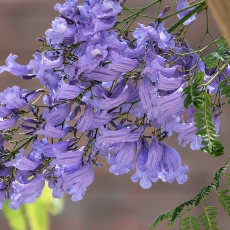 Mėlynasis palisandramedis - Jacaranda mimosifolia | Fotografas Gintautas Steiblys
