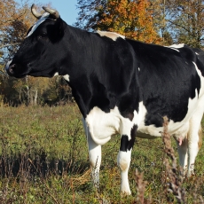 Lietuvos juodmargė karvė - Bos taurus "Lithuanian Black-and-White" | Fotografas Gintautas Steiblys