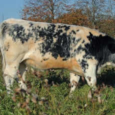 Naminė karvė - Bos taurus  | Fotografas Gintautas Steiblys