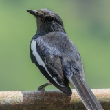 Rytinė šama - Copsychus saularis | Fotografas Gintautas Steiblys