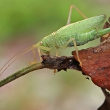 Girinis siūlaūsis - Meconema thalassinum ♀ | Fotografas Gintautas Steiblys