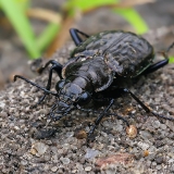 Daugiataškis žygis - Blethisa multipunctata | Fotografas Gintautas Steiblys