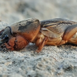 Paprastasis kurklys | Fotografas Gintautas Steiblys
