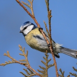 Mėlynoji zylė - Cyanistes caeruleus | Fotografas Gintautas Steiblys