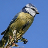 Mėlynoji zylė - Cyanistes caeruleus | Fotografas Gintautas Steiblys