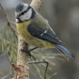 Mėlynoji zylė - Cyanistes caeruleus | Fotografas Gintautas Steiblys