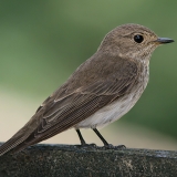Pilkoji musinukė - Muscicapa striata | Fotografas Gintautas Steiblys