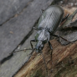 Žvitražygis - Agonum viduum | Fotografas Gintautas Steiblys