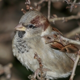 Naminis žvirblis - Passer domesticus ♂ | Fotografas Gintautas Steiblys