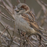 Naminis žvirblis - Passer domesticus | Fotografas Gintautas Steiblys