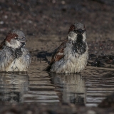 Naminis žvirblis - Passer domesticus ♂ | Fotografas Gintautas Steiblys