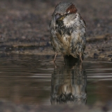 Naminis žvirblis - Passer domesticus ♂ | Fotografas Gintautas Steiblys
