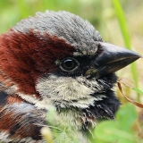 Naminis žvirblis - Passer domesticus | Fotografas Gintautas Steiblys