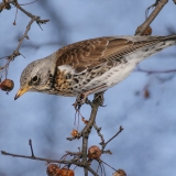 Smilginis strazdas - Turdus pilaris | Fotografas Gintautas Steiblys