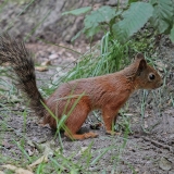 Paprastoji voverė - Sciurus vulgaris | Fotografas Gintautas Steiblys