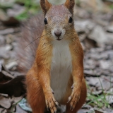 Paprastoji voverė - Sciurus vulgaris | Fotografas Gintautas Steiblys