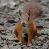Paprastoji voverė - Sciurus vulgaris | Fotografas Gintautas Steiblys