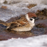 Eurazinis karklažvirblis - Passer montanus | Fotografas Gintautas Steiblys