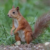 Paprastoji voverė - Sciurus vulgaris | Fotografas Gintautas Steiblys