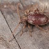 Paprastasis vorvabalis - Ptinus fur | Fotografas Gintautas Steiblys