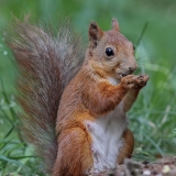 Paprastoji voverė - Sciurus vulgaris | Fotografas Gintautas Steiblys