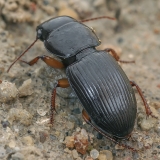 Žygis - Acinopus ambiguus | Fotografas Gintautas Steiblys