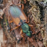Raudonpetis žvitražygis - Anchomenus dorsalis | Fotografas Gintautas Steiblys