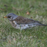 Smilginis strazdas - Turdus pilaris | Fotografas Gintautas Steiblys