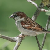 Naminis žvirblis - Passer domesticus | Fotografas Gintautas Steiblys