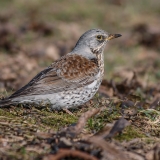 Smilginis strazdas - Turdus pilaris | Fotografas Gintautas Steiblys