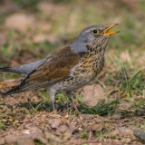 Smilginis strazdas - Turdus pilaris | Fotografas Gintautas Steiblys