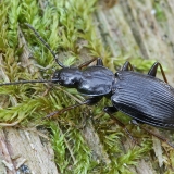 Paprastasis pelkiažygis - Agonum fuliginosum | Fotografas Gintautas Steiblys