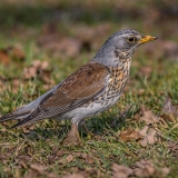 Smilginis strazdas - Turdus pilaris | Fotografas Gintautas Steiblys
