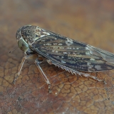 Cikadėlė - Acericerus ribauti | Fotografas Gintautas Steiblys