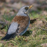 Smilginis strazdas - Turdus pilaris | Fotografas Gintautas Steiblys