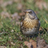 Smilginis strazdas - Turdus pilaris | Fotografas Gintautas Steiblys