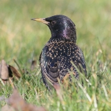Paprastasis varnėnas - Sturnus vulgaris | Fotografas Gintautas Steiblys