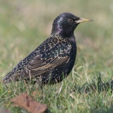 Paprastasis varnėnas - Sturnus vulgaris | Fotografas Gintautas Steiblys