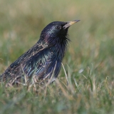 Paprastasis varnėnas - Sturnus vulgaris | Fotografas Gintautas Steiblys