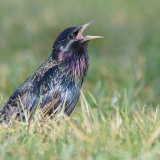 Paprastasis varnėnas - Sturnus vulgaris | Fotografas Gintautas Steiblys