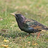 Paprastasis varnėnas - Sturnus vulgaris | Fotografas Gintautas Steiblys